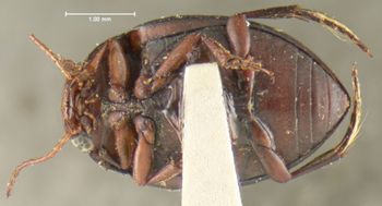 Media type: image;   Entomology 23926 Aspect: habitus ventral view